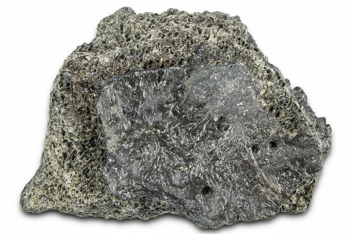 Fossil Glyptodont (Glyptotherium) Bony Armor Osteoderm - Florida #362349